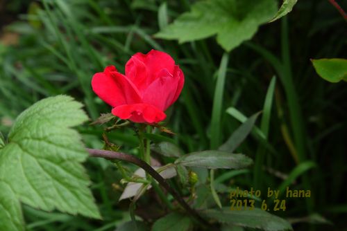 b0061107_71659100.jpg
