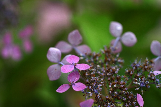 a0242438_832278.jpg