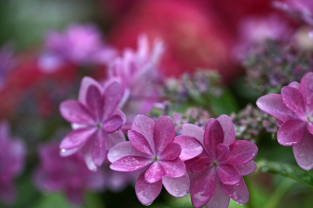 a0242438_8342277.jpg