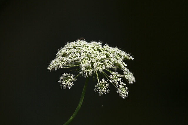 a0242438_9124417.jpg