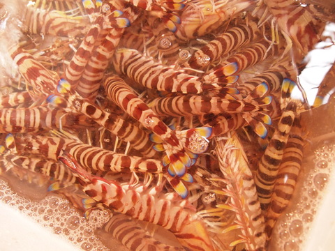 e0216159_1365220.jpg