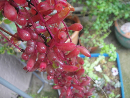 c0108460_1454674.jpg