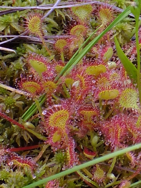 e0145782_175742.jpg