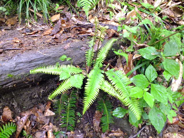e0145782_18152492.jpg