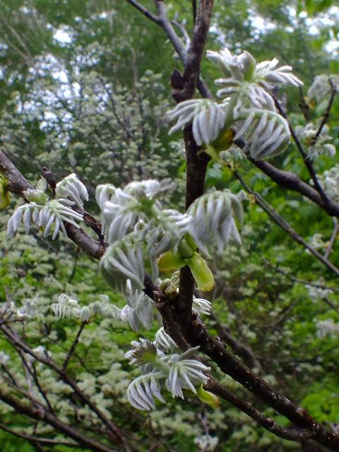 e0145782_188384.jpg