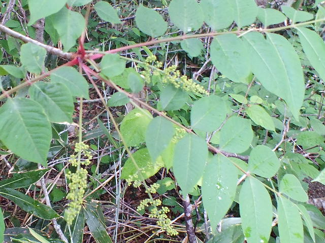 e0145782_189216.jpg