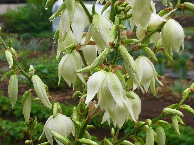 f0214527_10184774.jpg