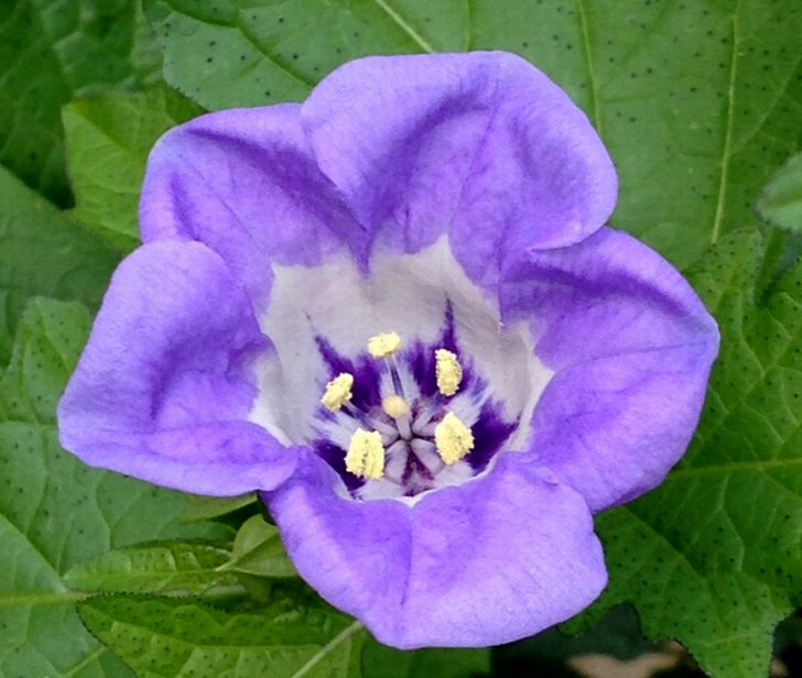 e0149934_21224929.jpg