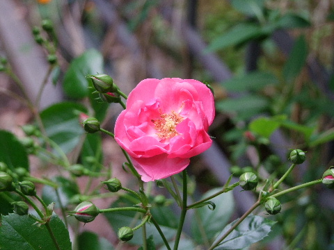 e0088260_2119305.jpg