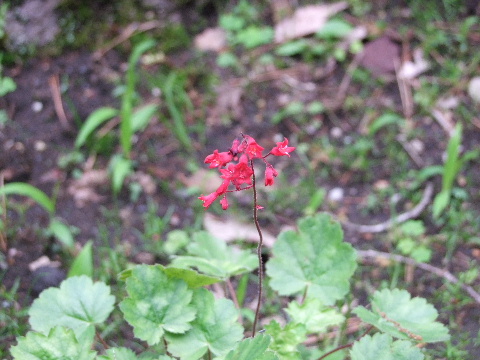 e0088260_215327.jpg