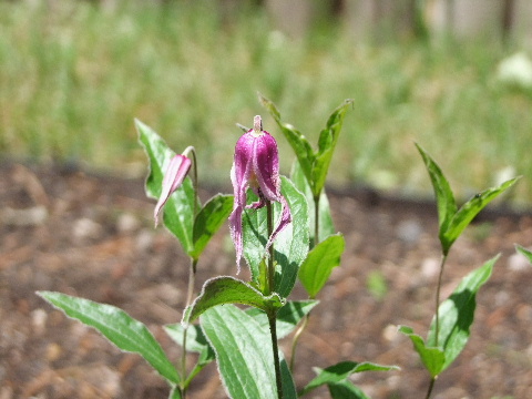 e0088260_2175693.jpg