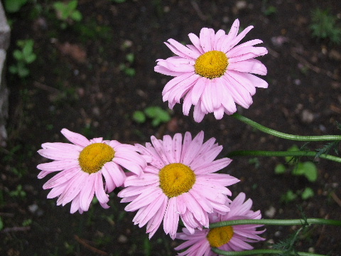 e0088260_2183488.jpg