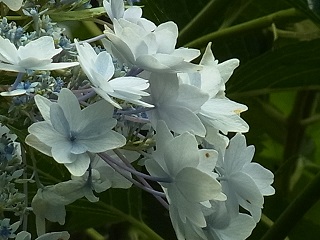 b0185771_17454762.jpg