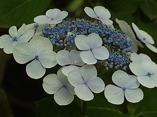b0185771_174625100.jpg