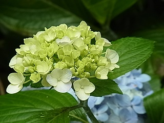 b0185771_1746623.jpg
