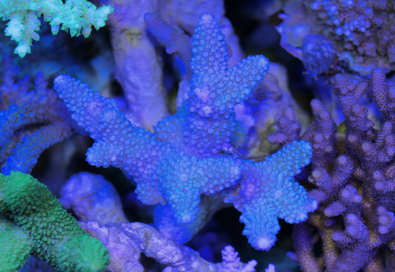 a0161975_2242118.png