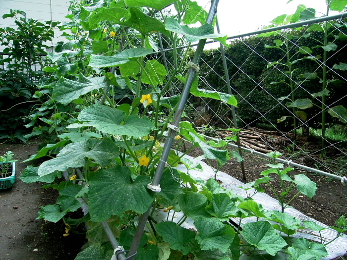 d0225575_17251175.jpg
