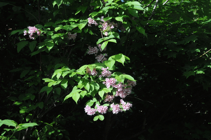 e0248688_18515282.gif