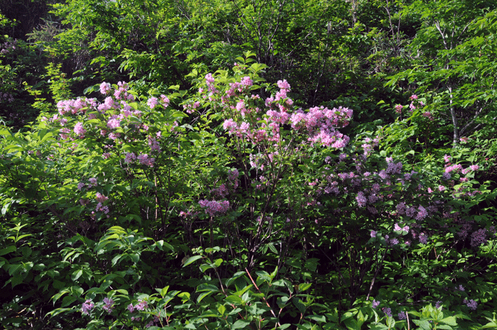 e0248688_18521551.gif