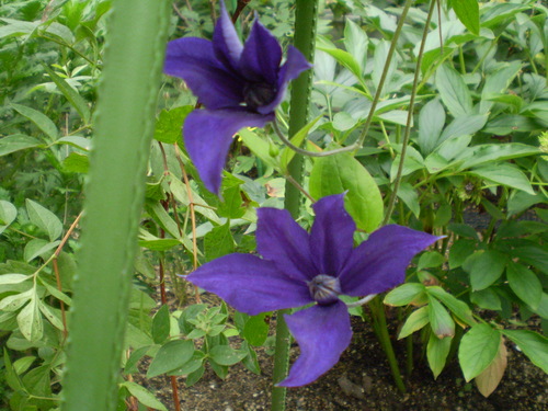 a0135990_20532535.jpg