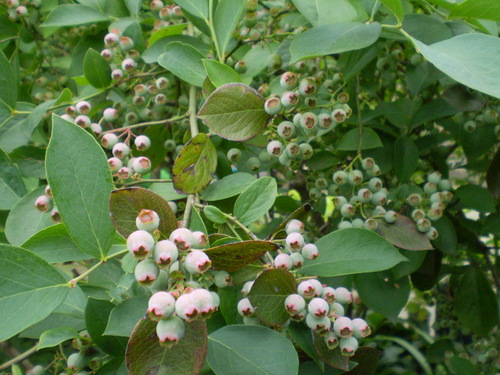 a0135990_21121455.jpg