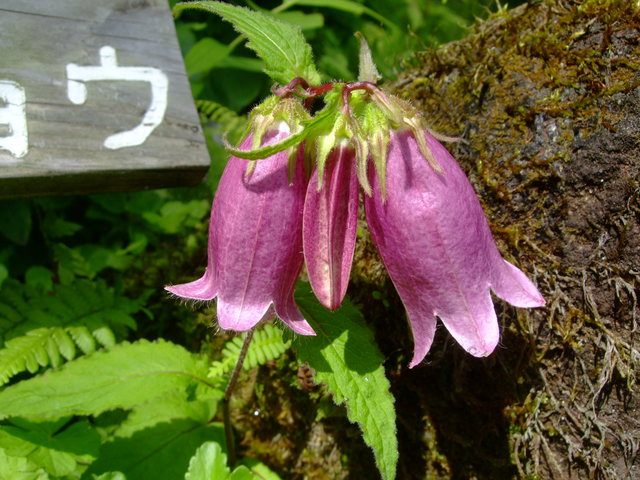 f0100593_1937566.jpg