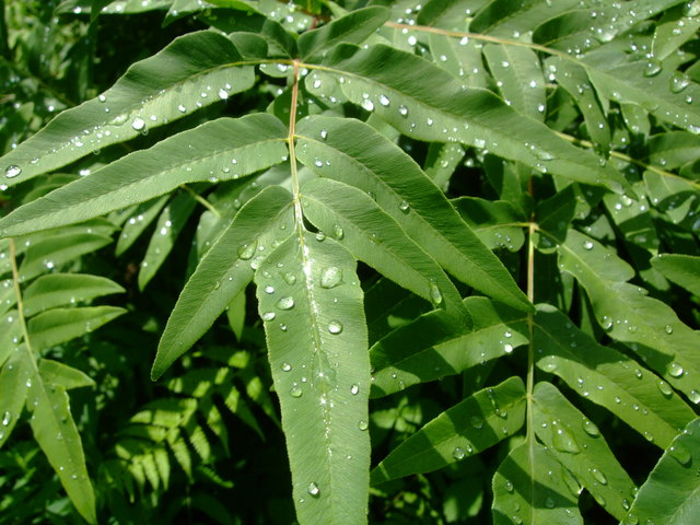 f0100593_193832.jpg