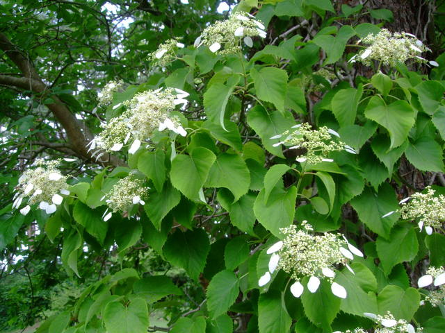 f0100593_19393735.jpg
