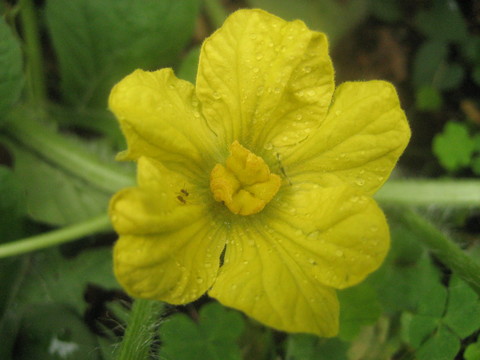 f0201297_851527.jpg