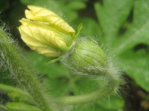 f0201297_993215.jpg