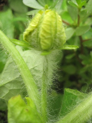f0201297_994119.jpg