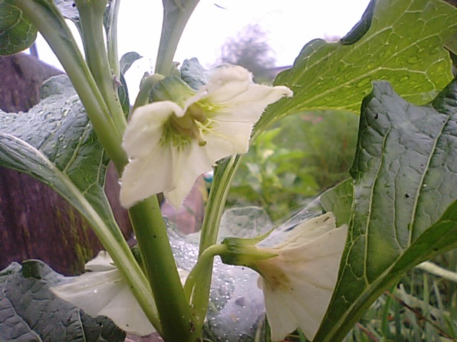f0231709_20535763.jpg