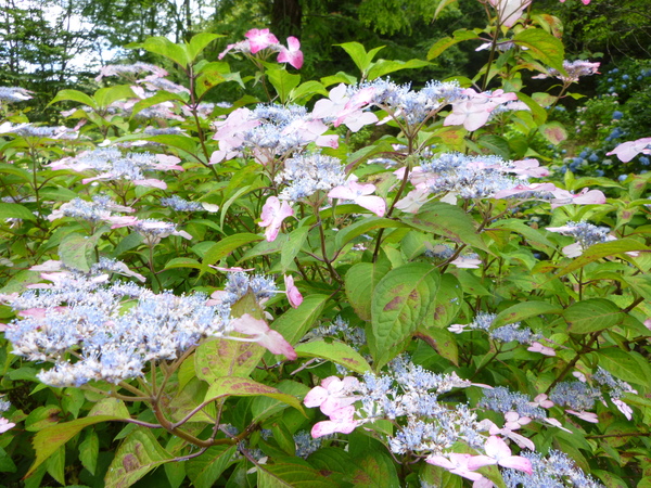 d0170615_9354581.jpg