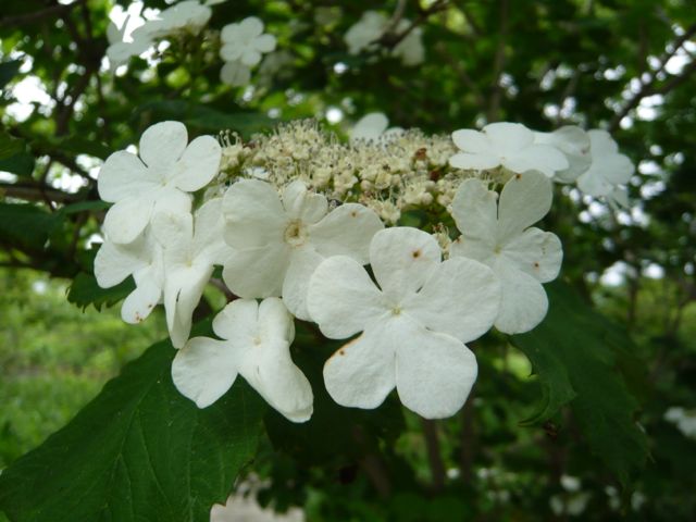 e0111220_1648769.jpg