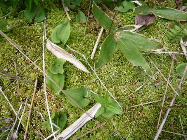 e0111220_1650478.jpg