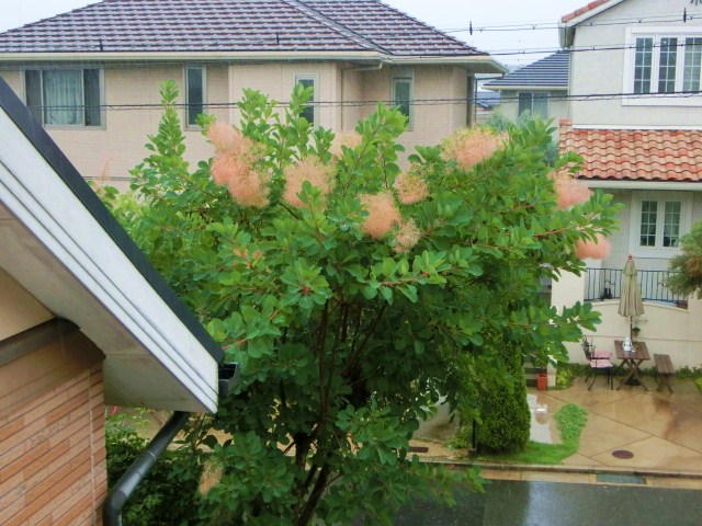 c0204121_18383557.jpg