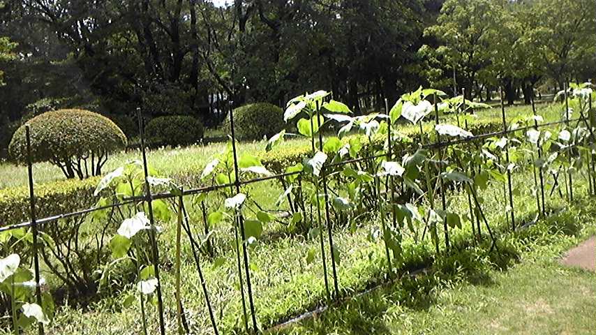 c0038722_1319662.jpg