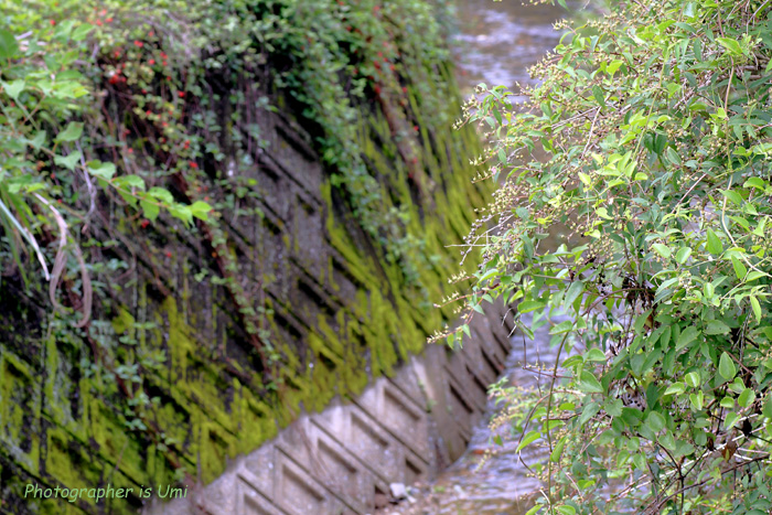e0083238_859519.jpg