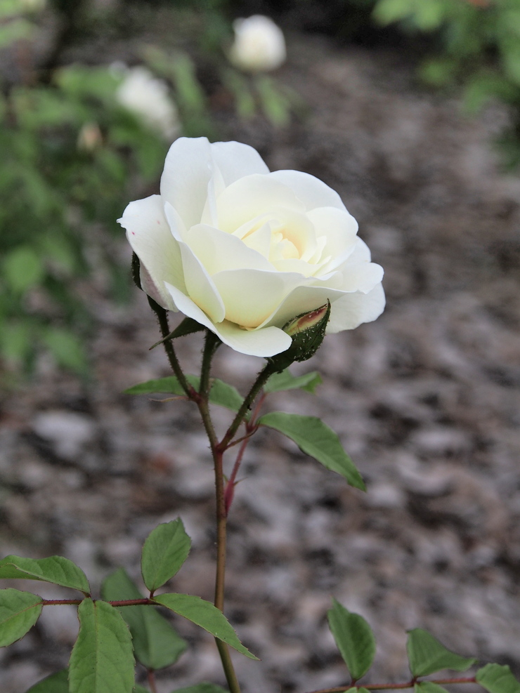 e0305745_2252572.jpg