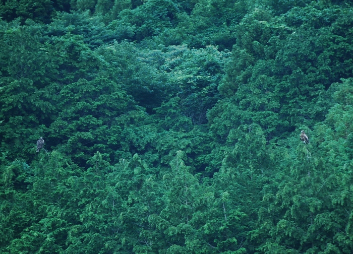 f0000148_1246560.jpg