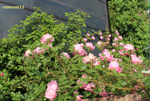 a0249051_012737.jpg