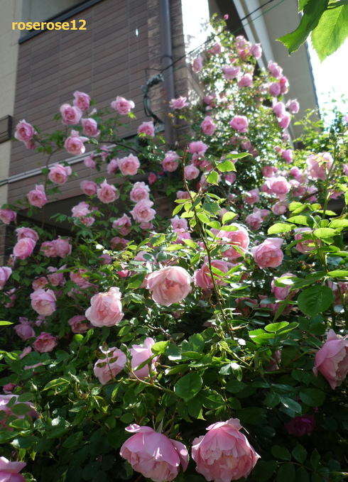 a0249051_094479.jpg