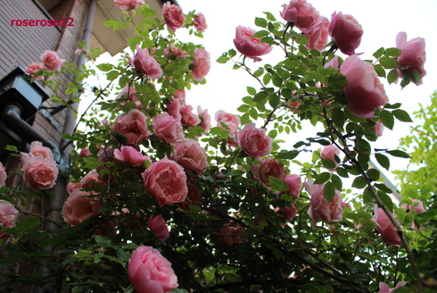 a0249051_23503384.jpg