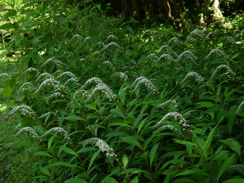 a0018655_1942620.jpg