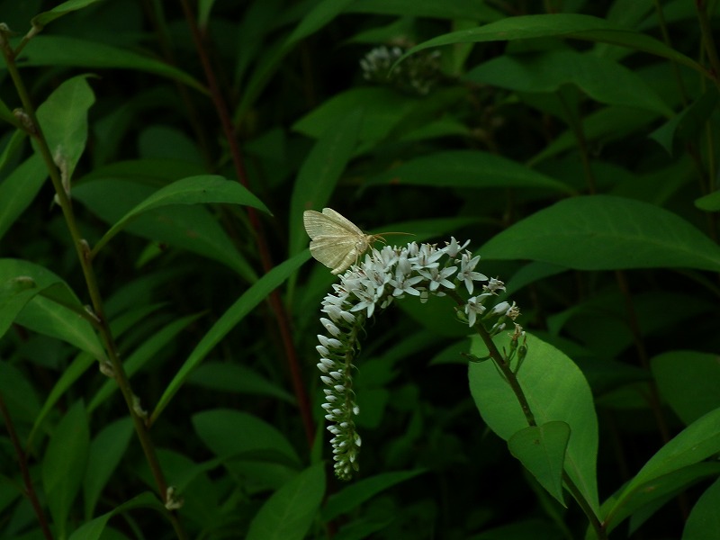 a0018655_19433859.jpg