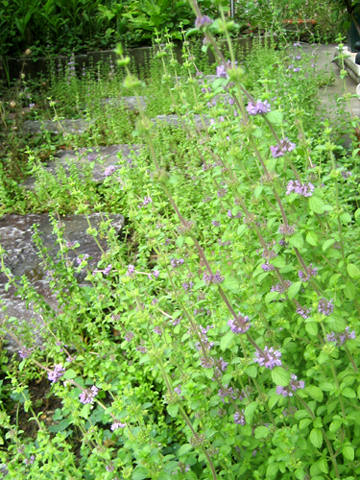 c0289473_9494560.jpg