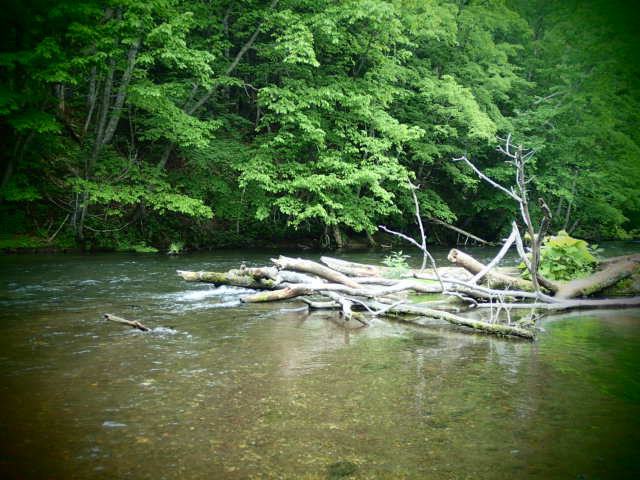 d0257201_603659.jpg