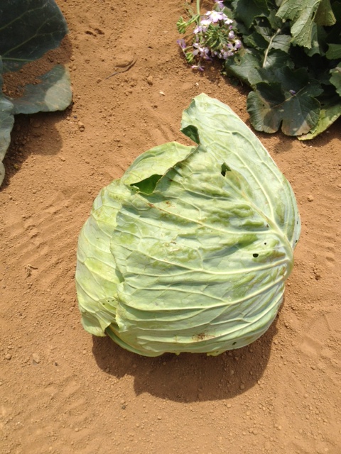 c0064706_1381769.jpg