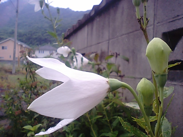 f0231709_9584325.jpg