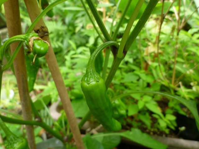 d0037110_21252890.jpg